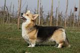 CORGI PEMBROKE 903